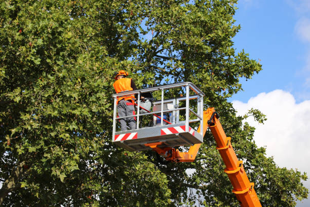 Trusted Oakwood Hills, IL Tree Removal Experts